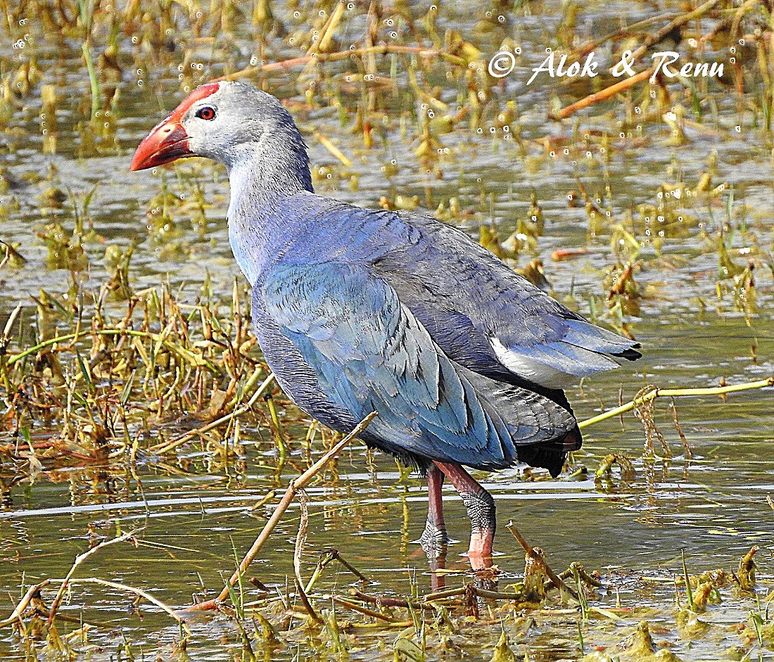 Gray-headed Swamphen - Alok Tewari