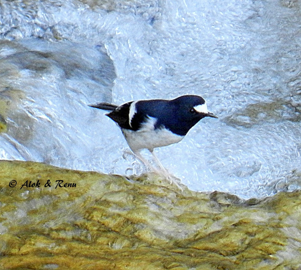 Little Forktail - Alok Tewari