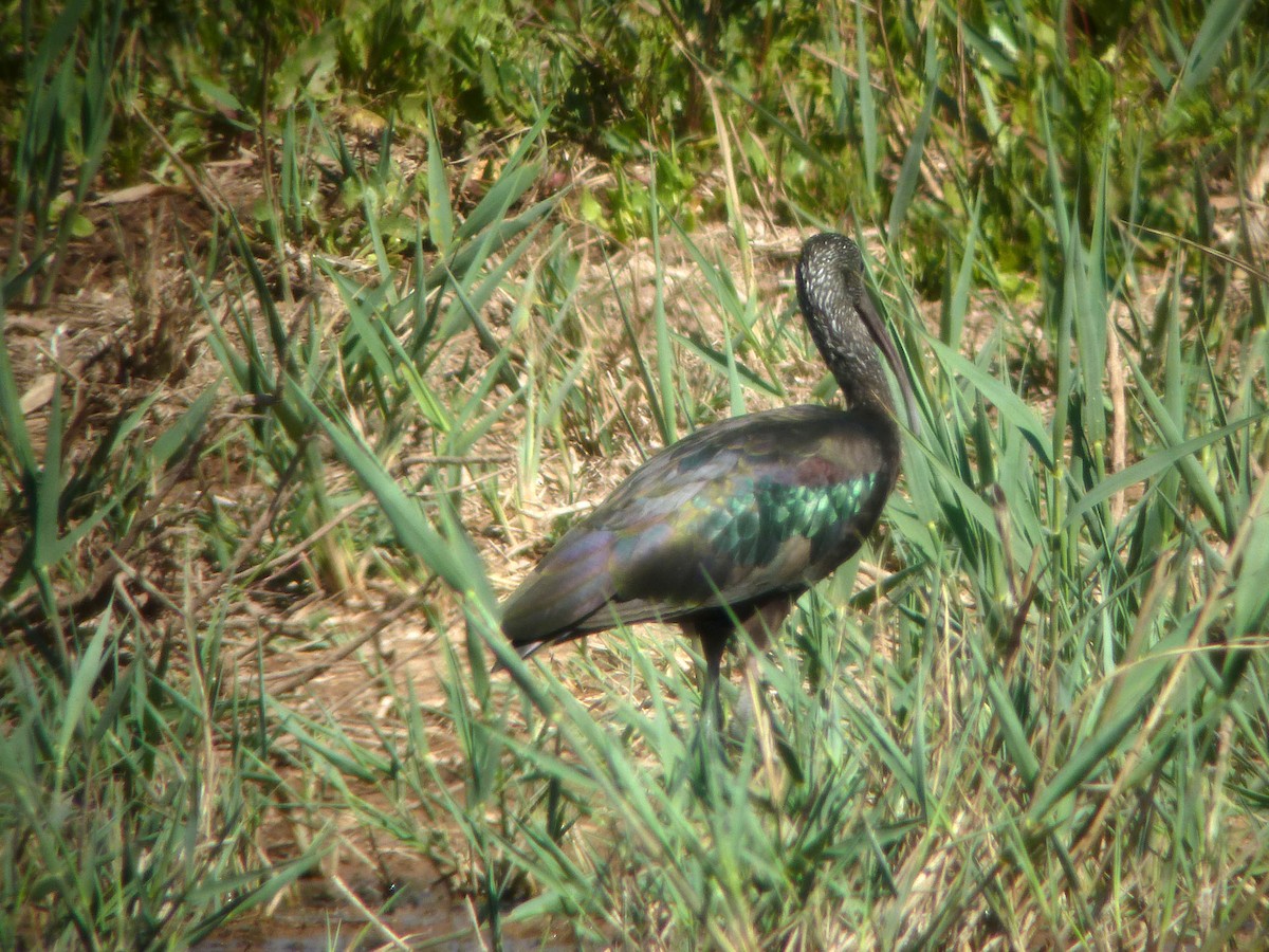 ibis hnědý - ML206051261