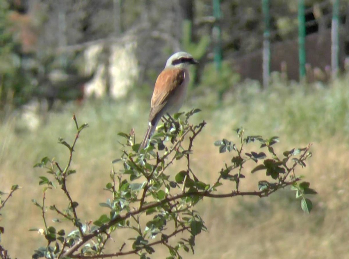 Red-backed Shrike - ML206051331