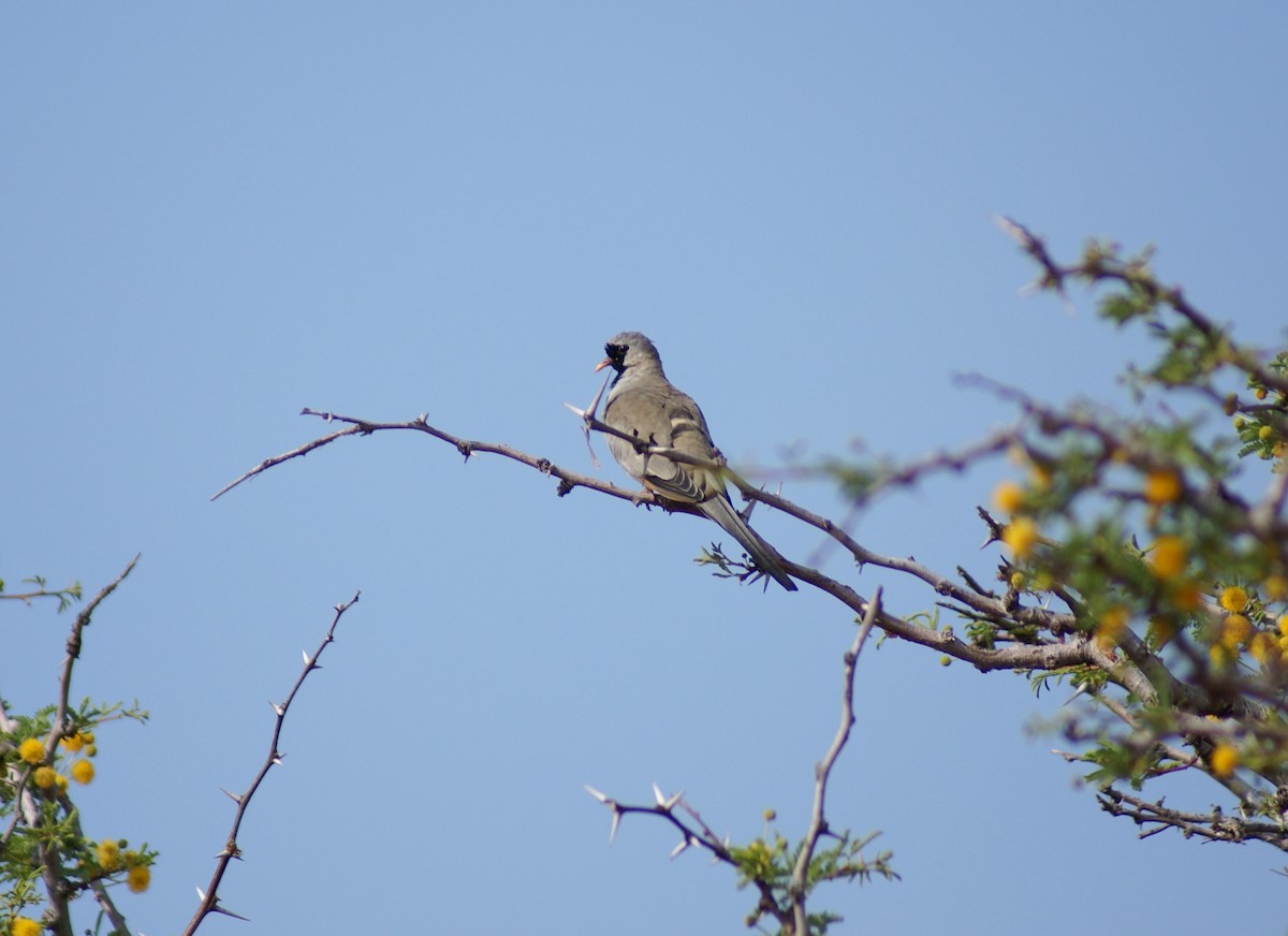 Namaqua Dove - Juan Calvente