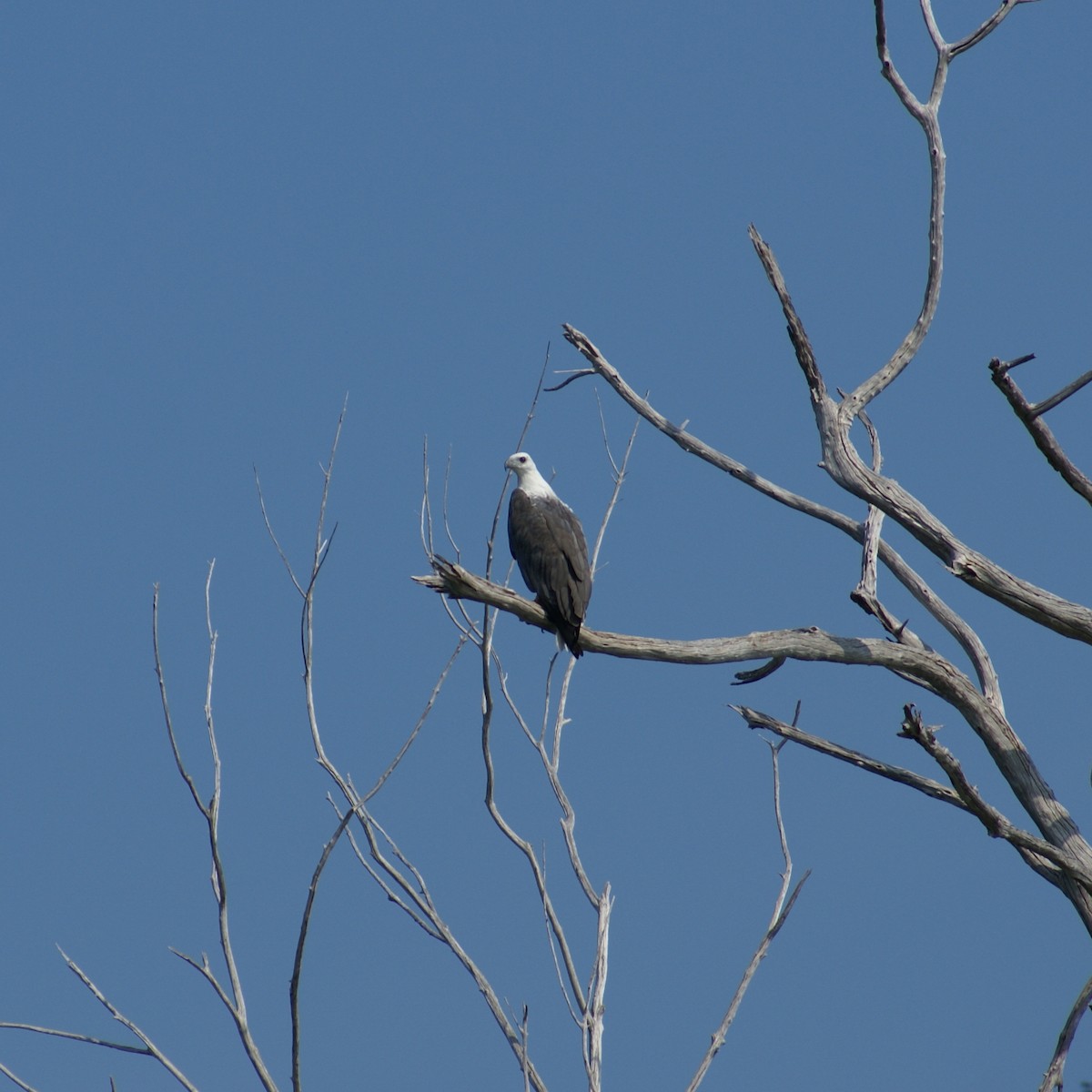 White-bellied Sea-Eagle - ML206051641