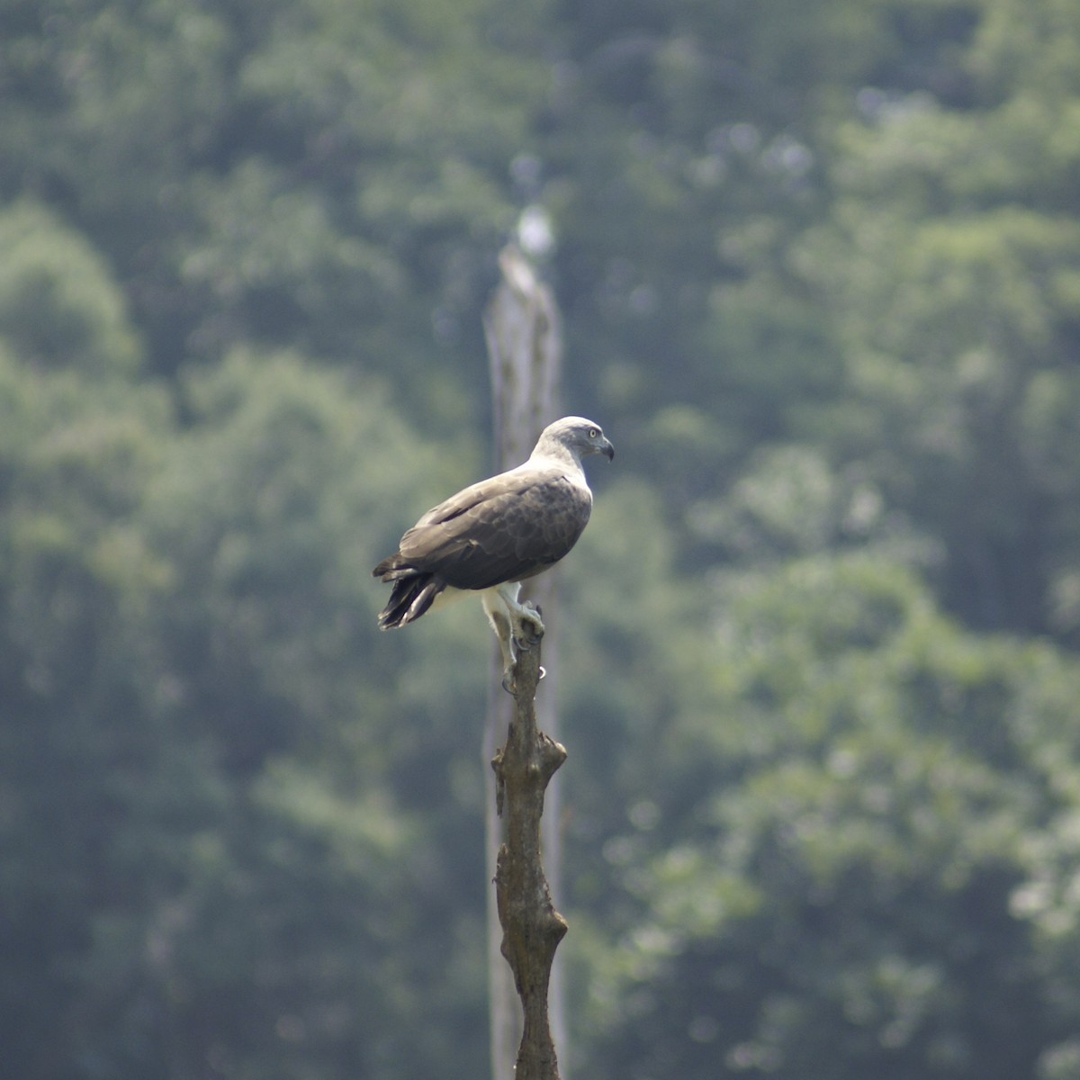 Braunschwanz-Seeadler - ML206051651