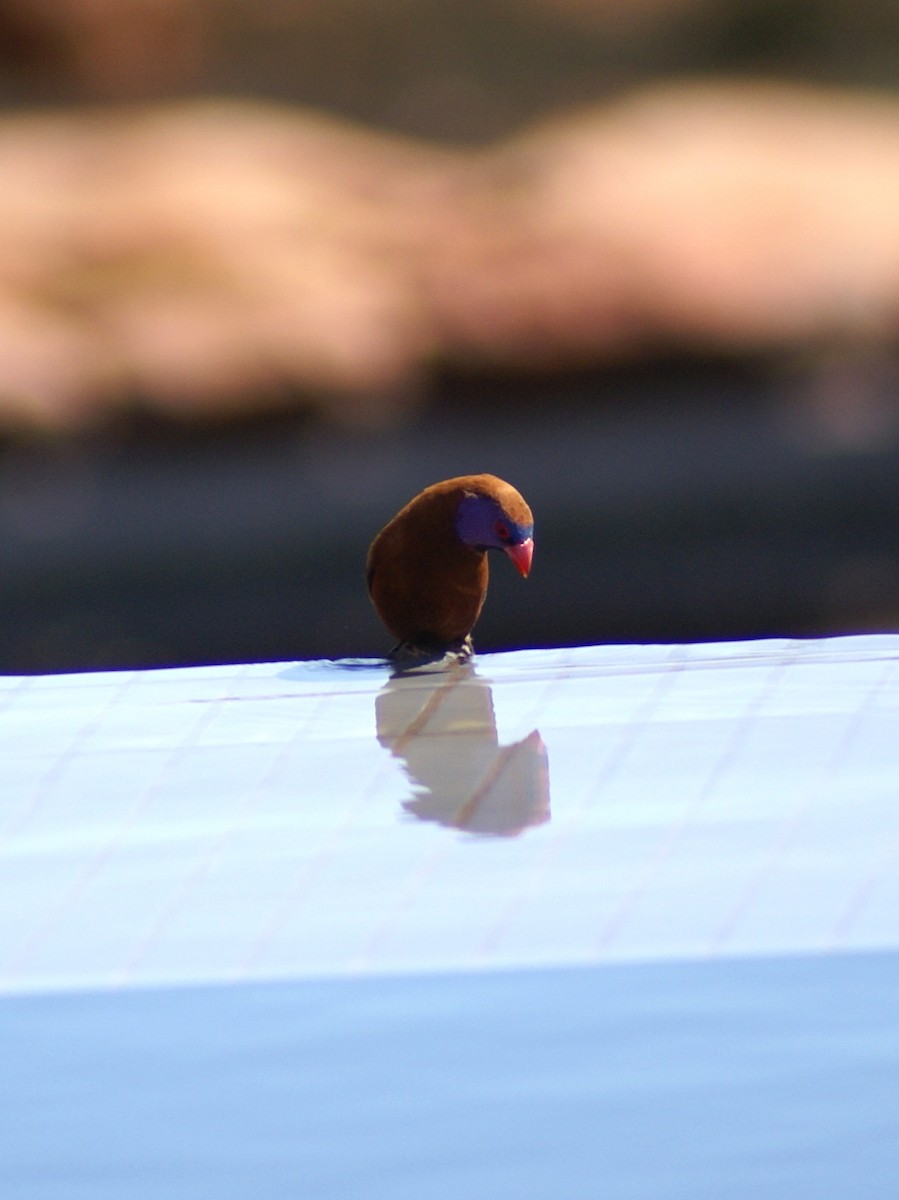 Violet-eared Waxbill - Juan Calvente