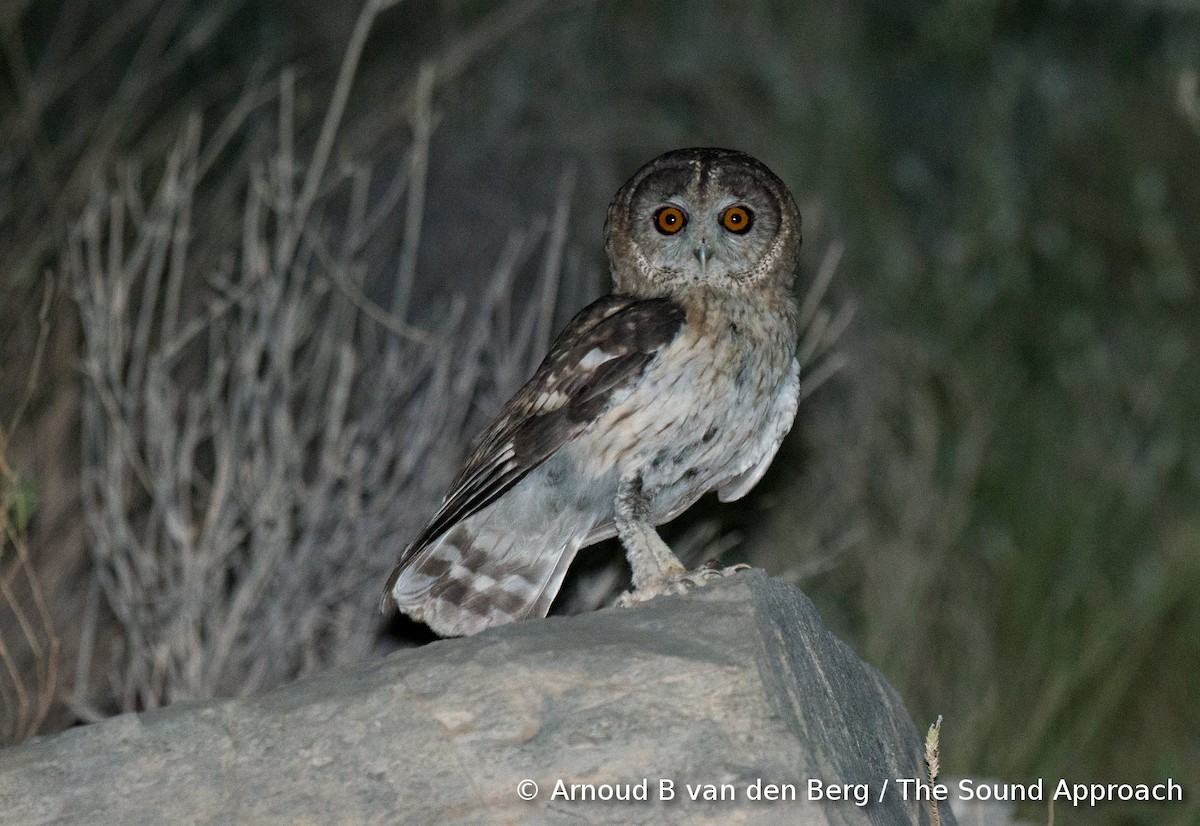 Omani Owl - ML206051671