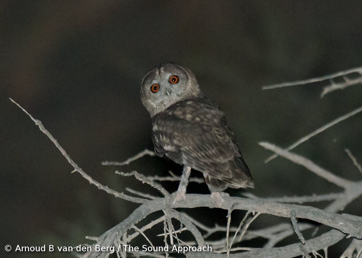 Omani Owl - ML206051681