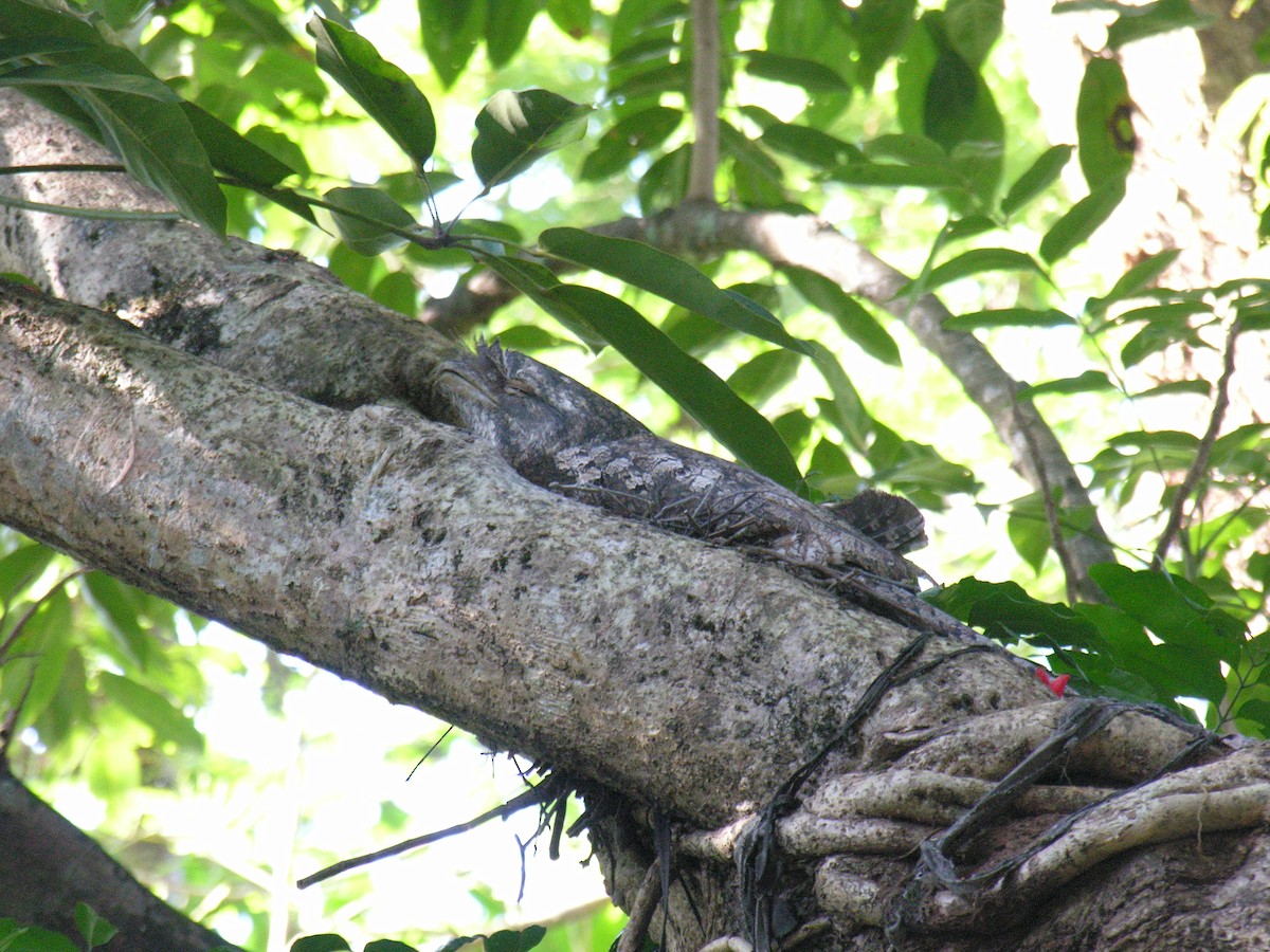 Papuan Frogmouth - ML206051731