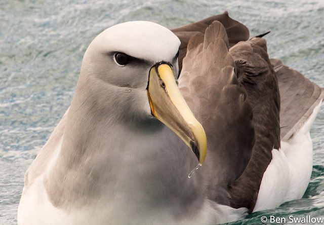 Salvin's Albatross - ML206051741