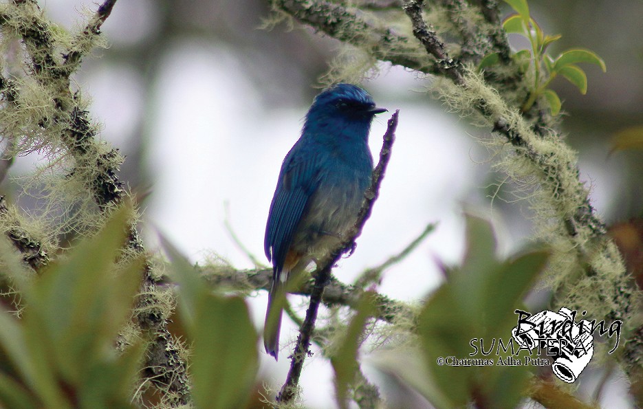 Indigo Flycatcher (Rufous-vented) - ML206051861