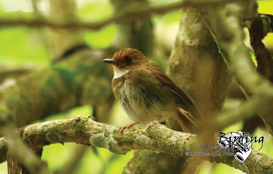 Rufous-browed Flycatcher - ML206051921