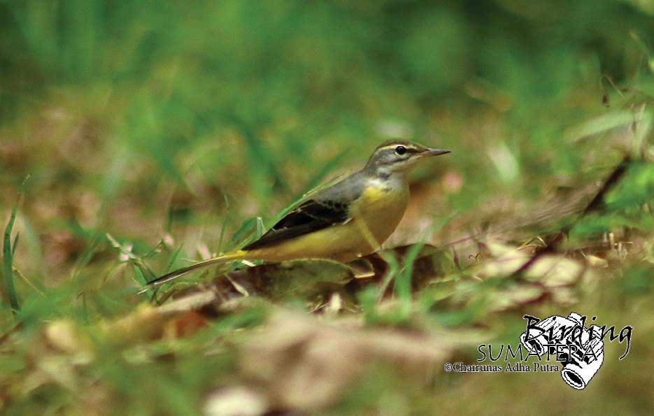 Gray Wagtail - ML206051941