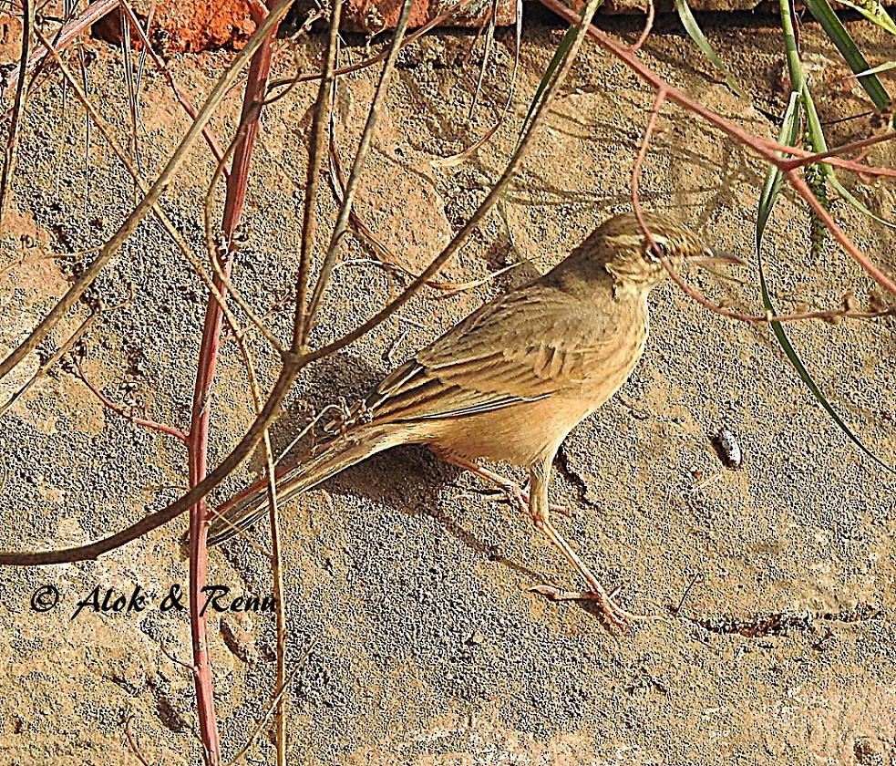 Long-billed Pipit (Persian) - ML206053181