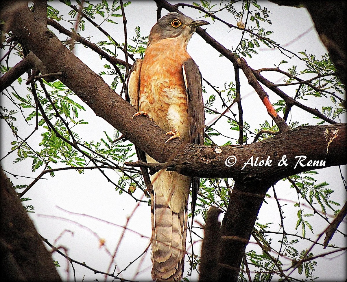 Common Hawk-Cuckoo - ML206053311