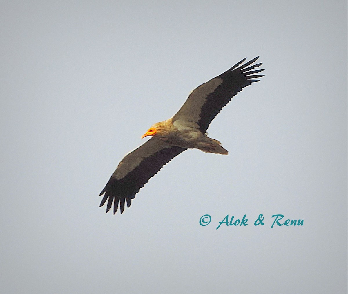 Egyptian Vulture - ML206053341