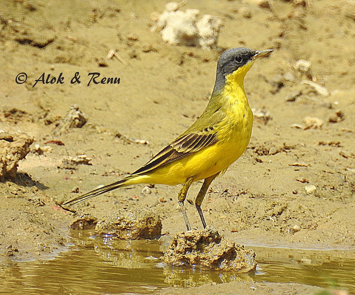 Western Yellow Wagtail (thunbergi) - ML206053551