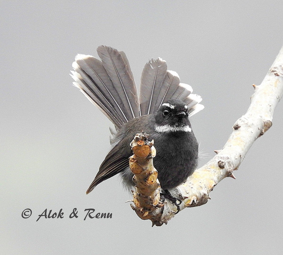 White-throated Fantail - Alok Tewari