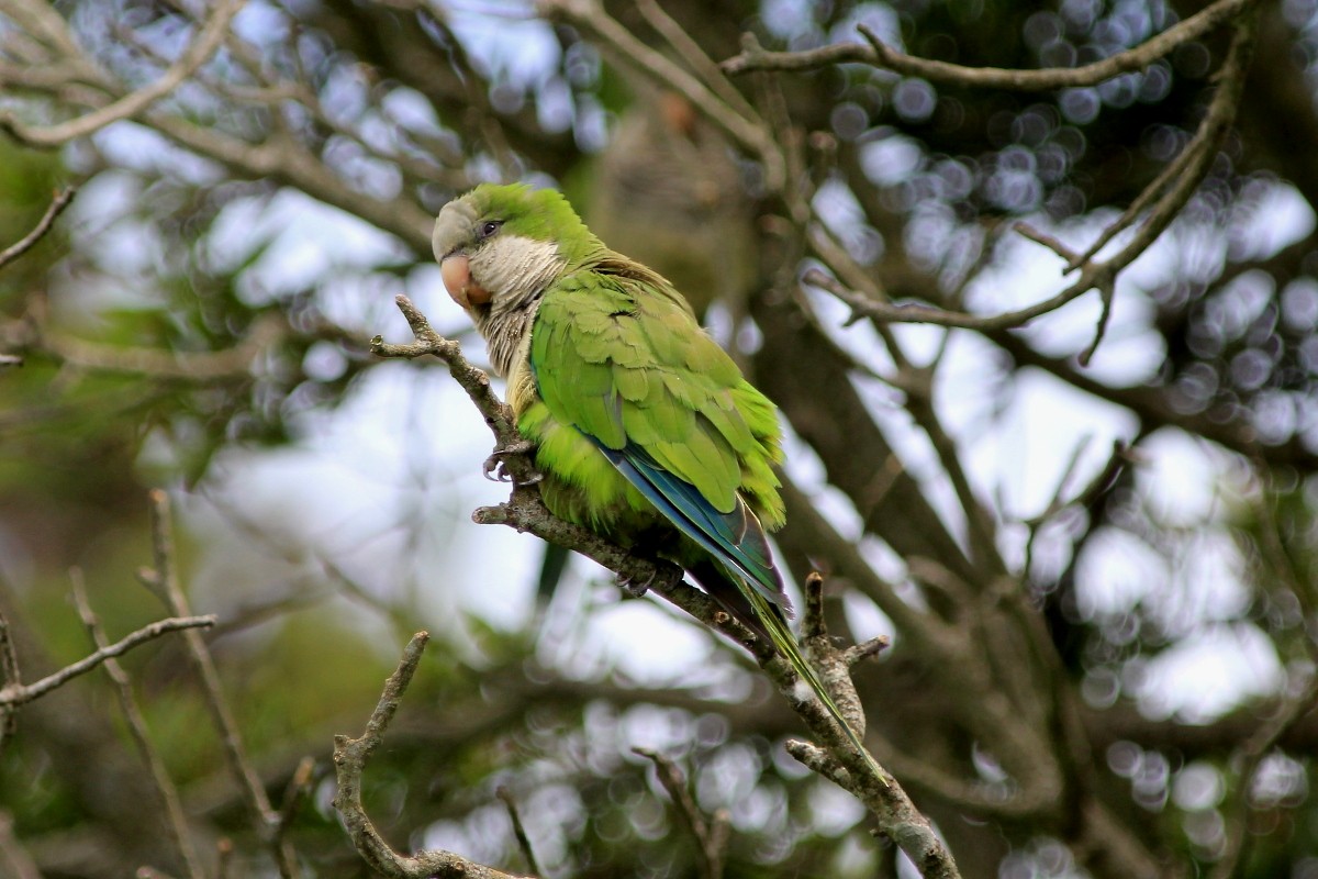 Monk Parakeet (Monk) - ML206054091