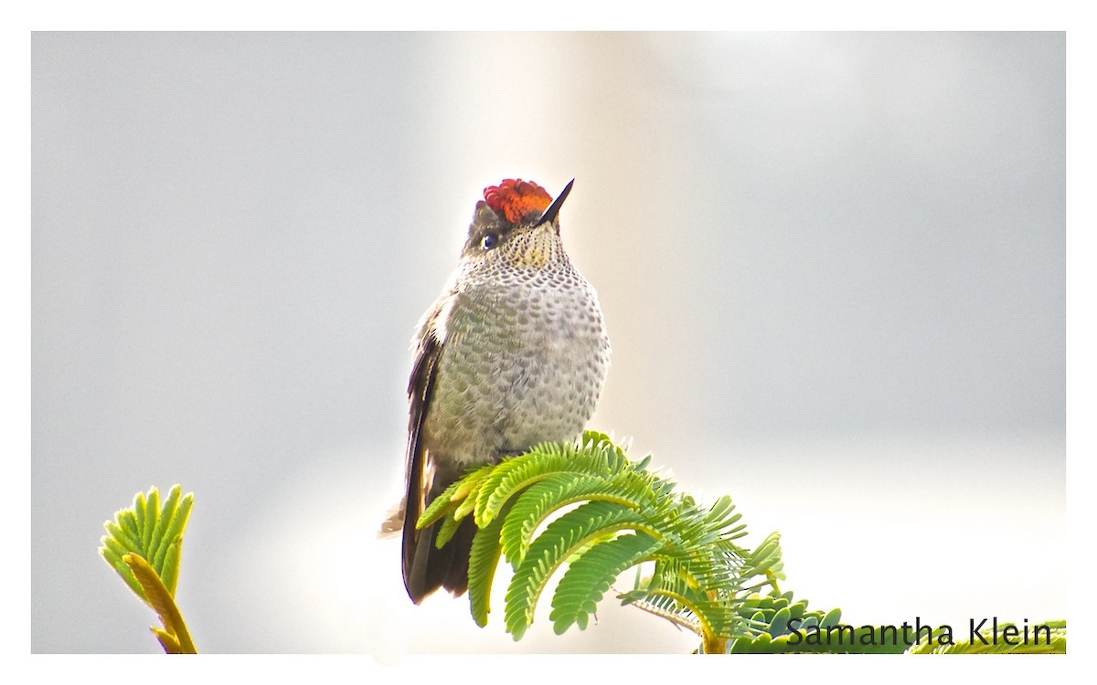 Green-backed Firecrown - Samantha Klein