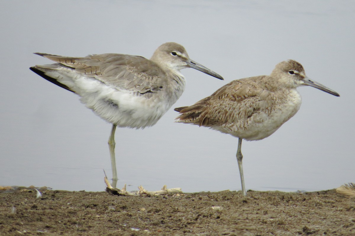 Piro piro semipalmato - ML206055351