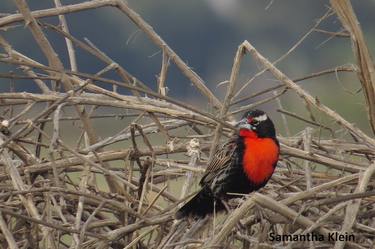 Peruvian Meadowlark - ML206055501