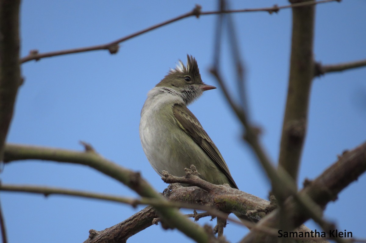 White-crested Elaenia - ML206055571