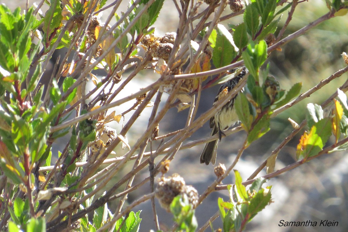 Yellow-billed Tit-Tyrant - ML206055641