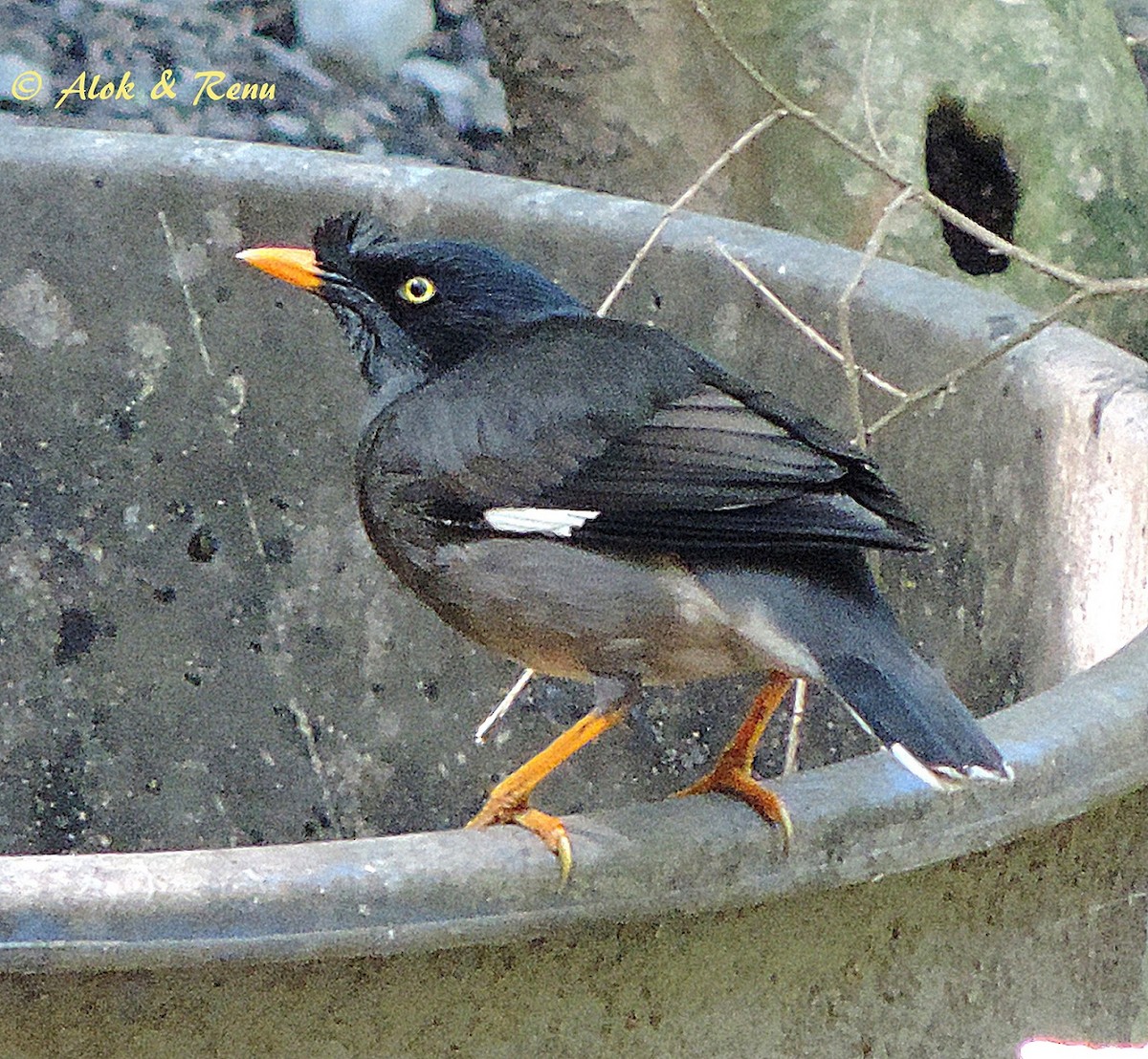 Jungle Myna - ML206055791