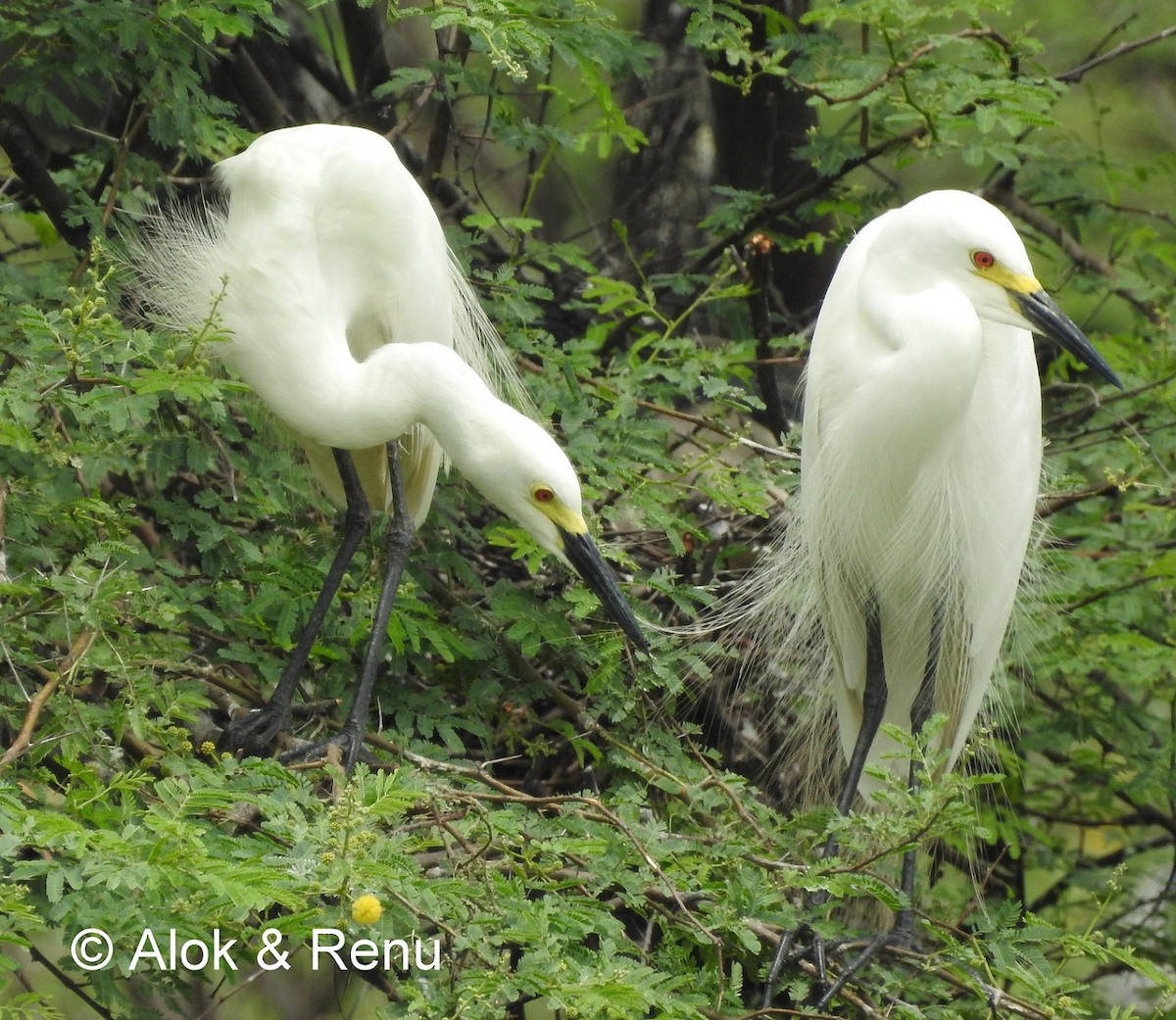 Medium Egret - Alok Tewari