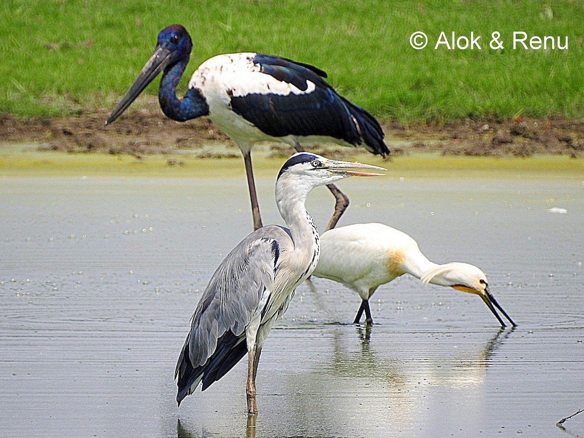 Black-necked Stork - ML206055931