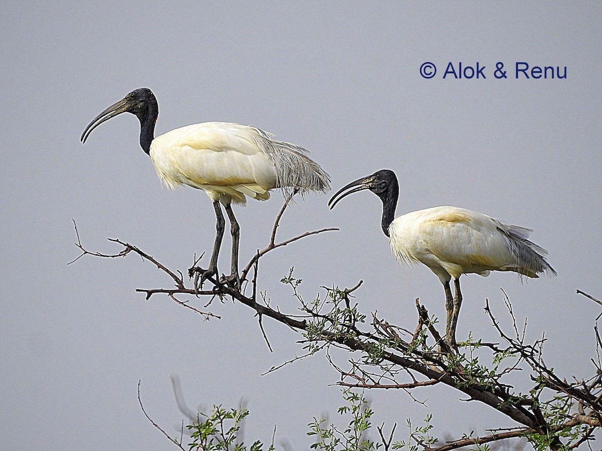 ibis černohlavý - ML206056181