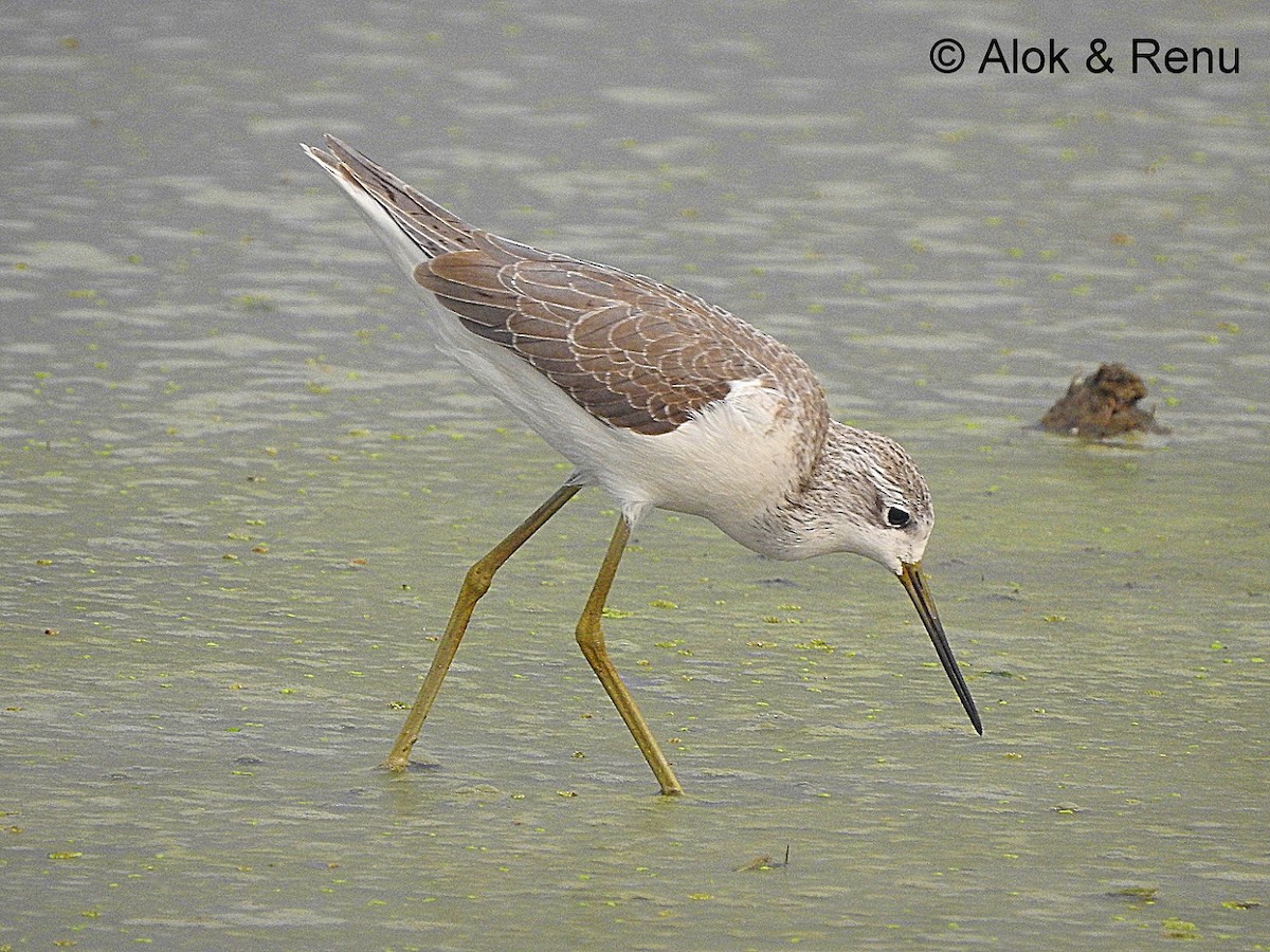 Marsh Sandpiper - ML206056371