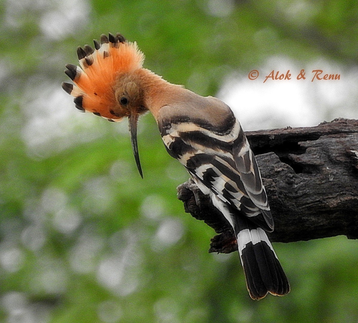 Eurasian Hoopoe (Eurasian) - ML206056381