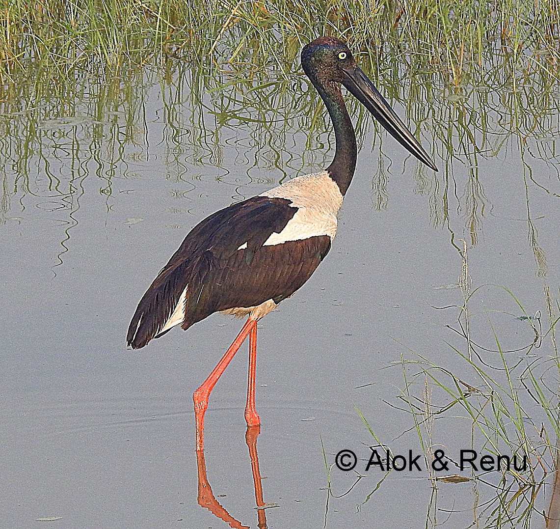 Black-necked Stork - ML206056411