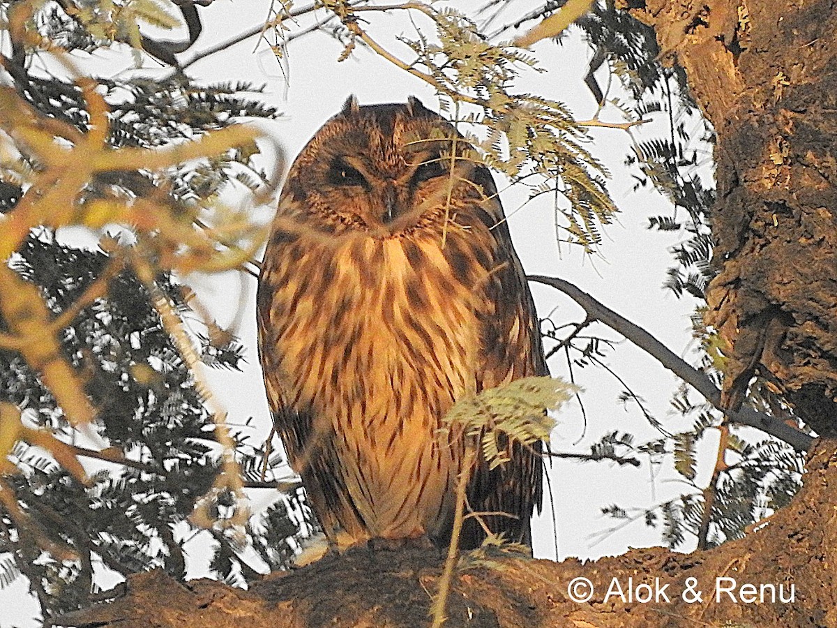 Short-eared Owl (Northern) - ML206056451