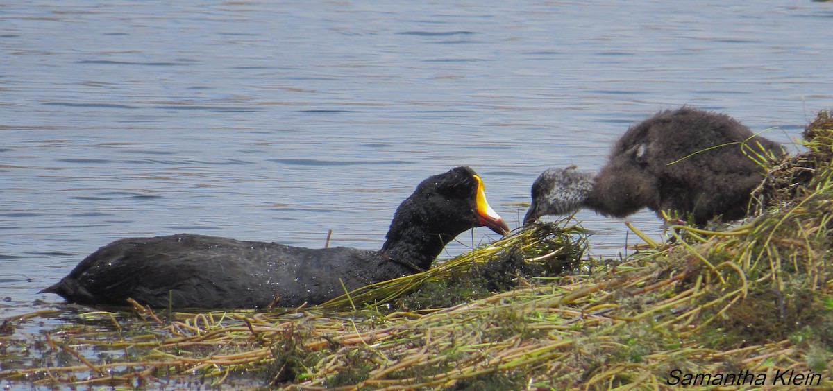 Giant Coot - Samantha Klein