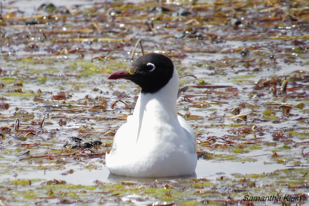 Andean Gull - ML206057531