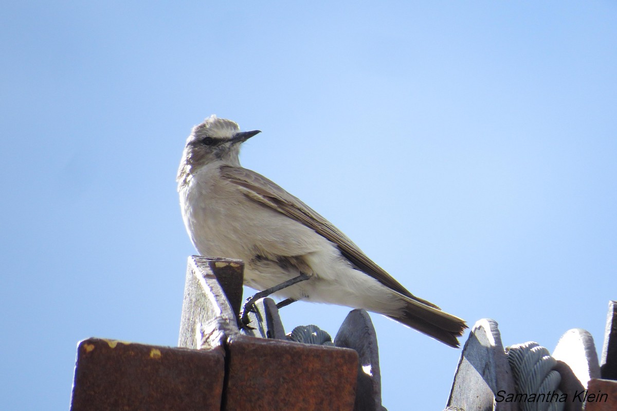 White-fronted Ground-Tyrant - ML206057551