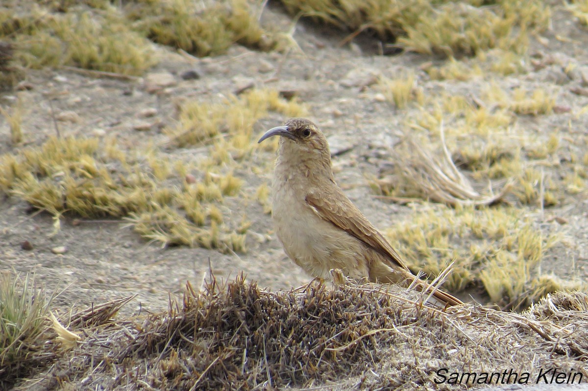 Upucerthie fauve (jelskii/saturata) - ML206057571