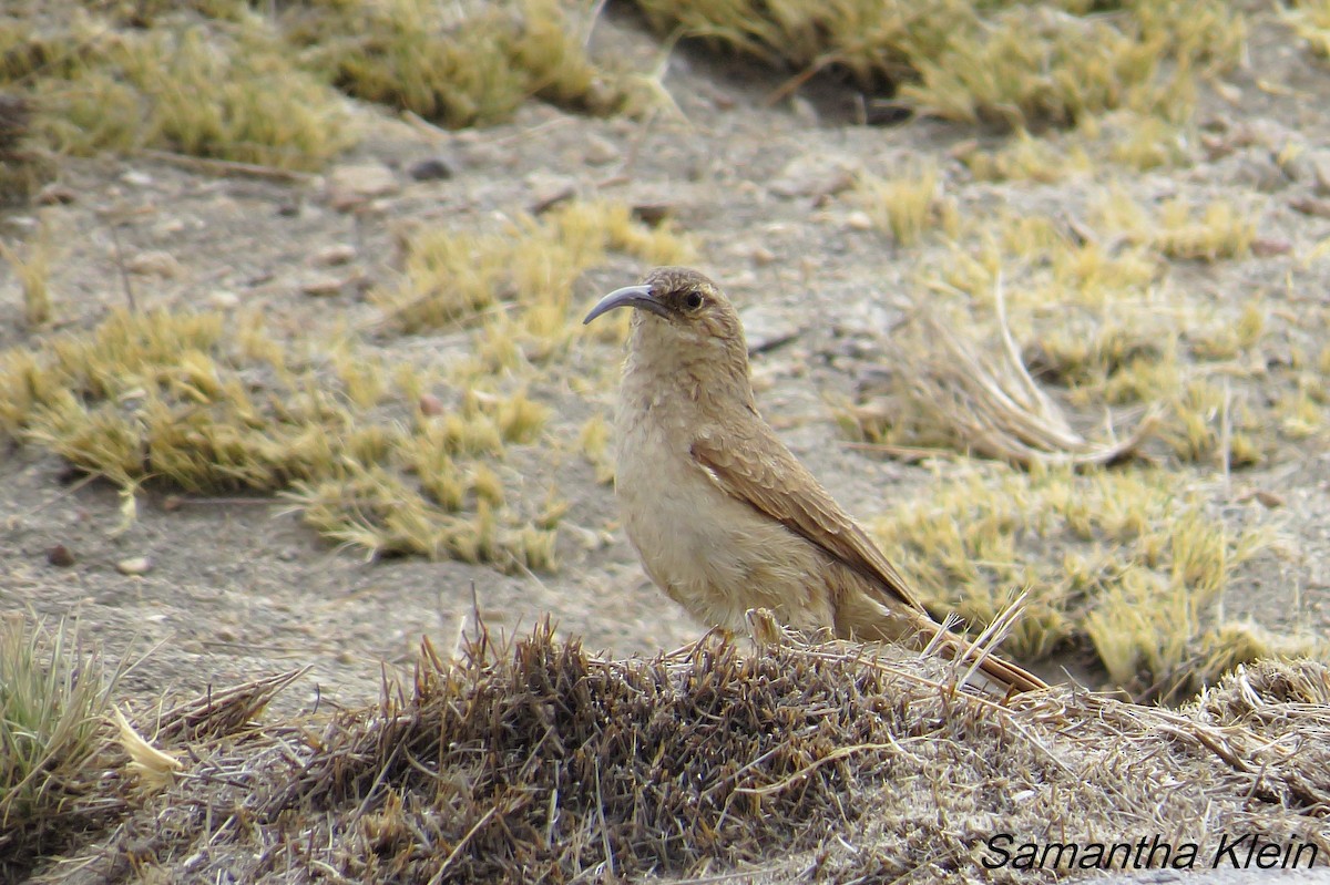 Buff-breasted Earthcreeper (Plain-breasted) - ML206057571