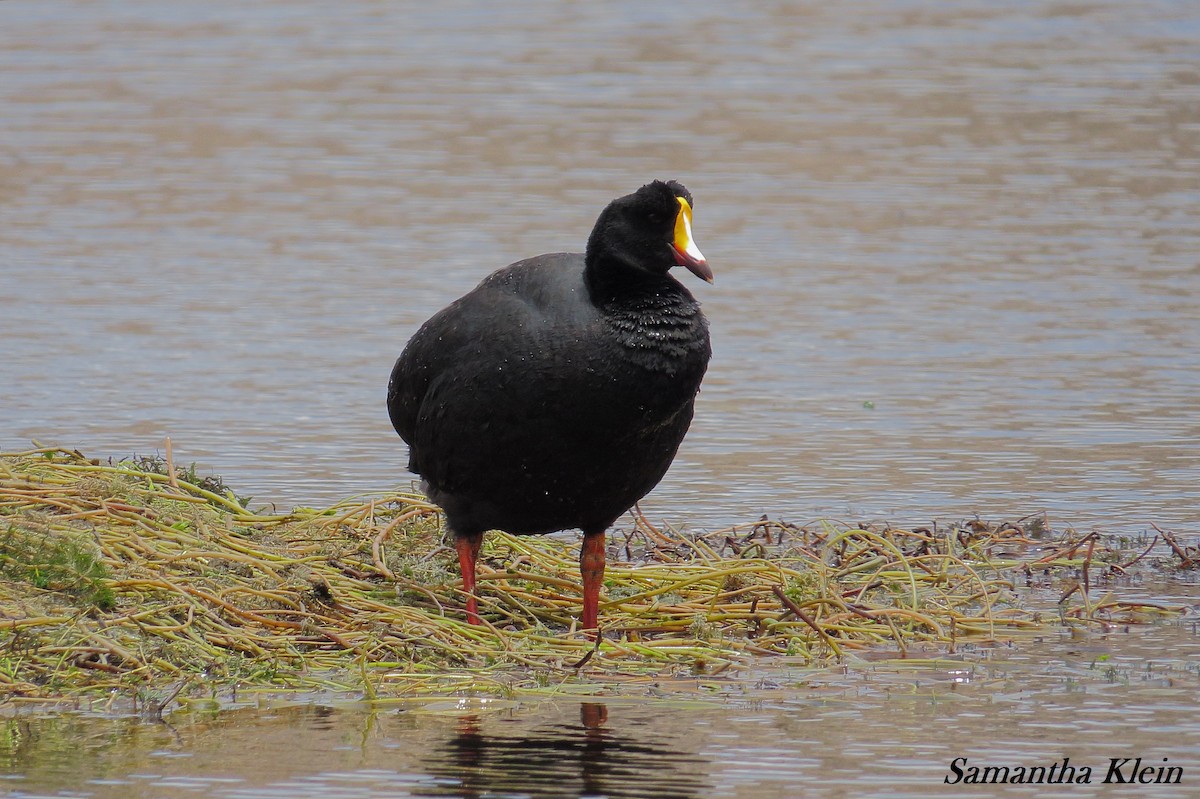 Giant Coot - ML206057611