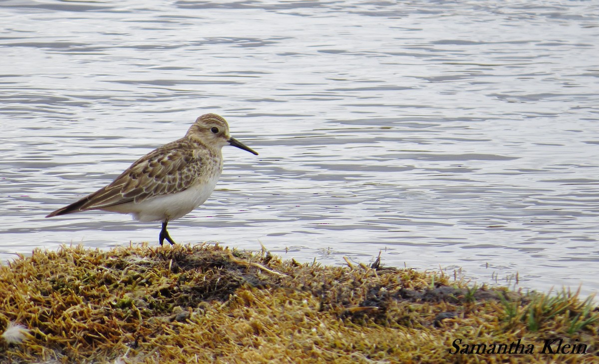 Gambecchio di Baird - ML206057651