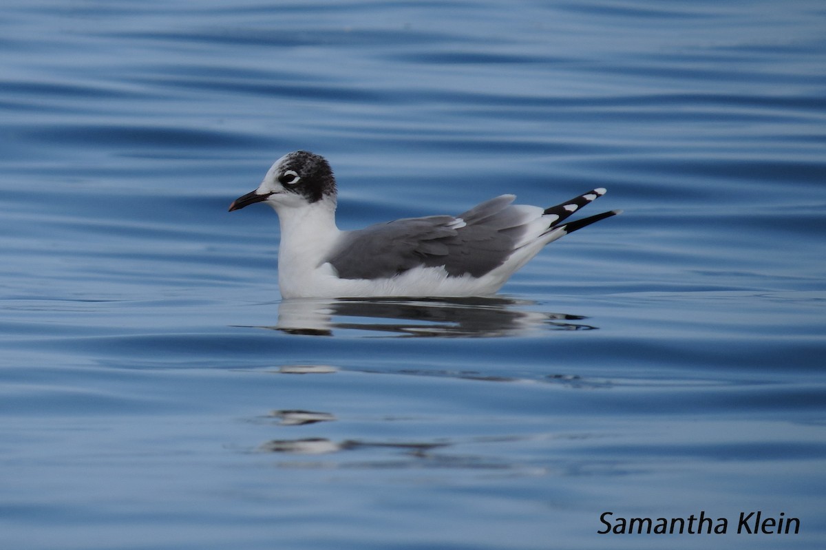 Franklin's Gull - ML206057661