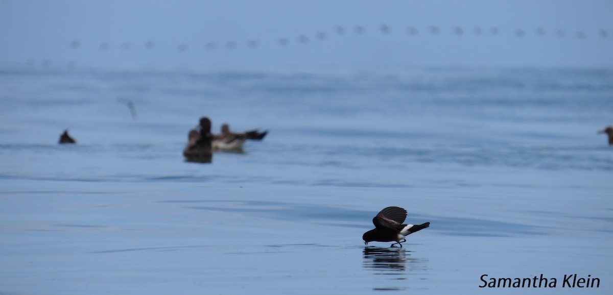 Elliot's Storm-Petrel - ML206057681