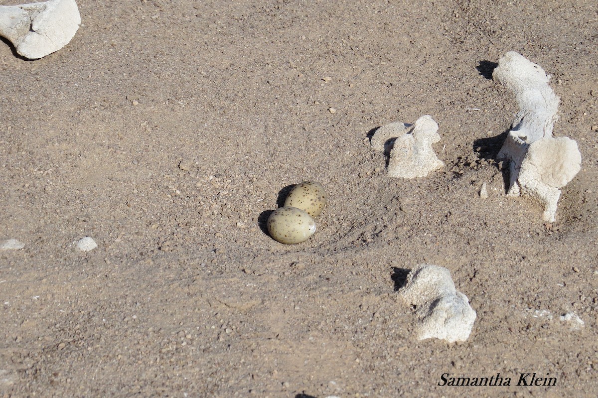 Peruvian Tern - ML206057721