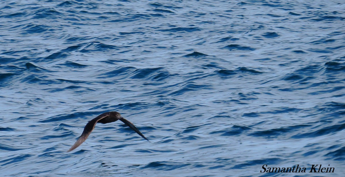 Berta grigia - ML206057761