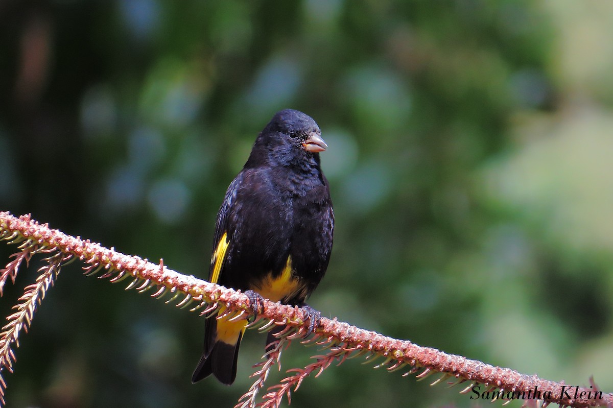 Black Siskin - ML206057781