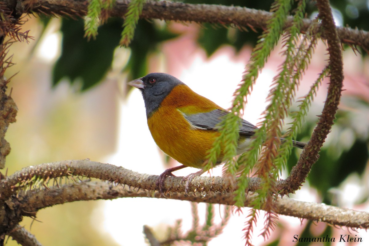 Peruvian Sierra Finch - ML206057791