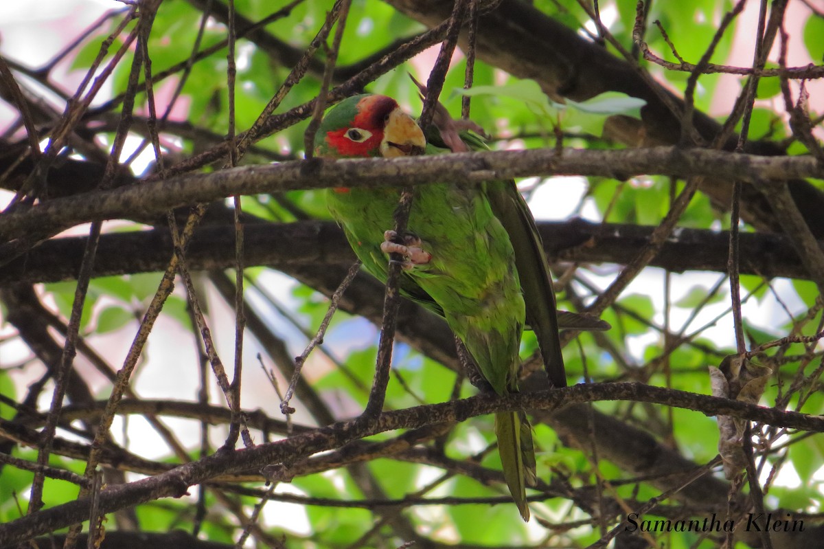 ベニガオメキシコインコ - ML206057811