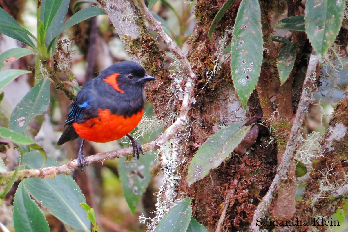 Scarlet-bellied Mountain Tanager (Fire-bellied) - Samantha Klein