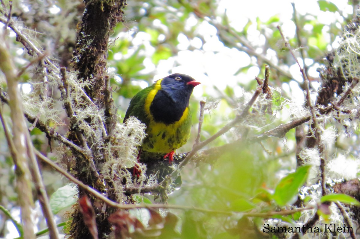 Band-tailed Fruiteater (signata) - ML206057931